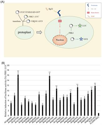 A large-scale screening identifies receptor-like kinases with common features in kinase domains that are potentially related to disease resistance in planta